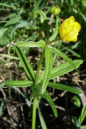 Ranunculus abstrusus ? \ Sonderbarer Gold-Hahnenfu / Peculiar Goldilocks, D Ingelheim 20.4.2008