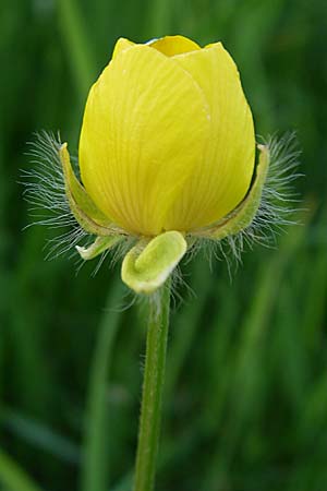 Ranunculus bulbosus / Bulbous Buttercup, D Mannheim 1.5.2008