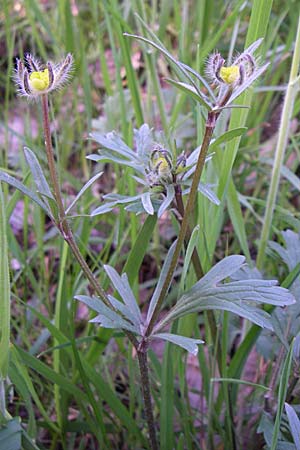 Ranunculus bulbosus / Bulbous Buttercup, D Rastatt 2.5.2008