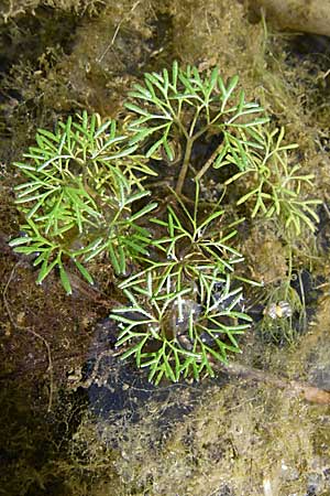 Ranunculus trichophyllus ? / Thread-Leaved Water Crowfoot, D Rheinstetten-Silberstreifen 16.8.2008