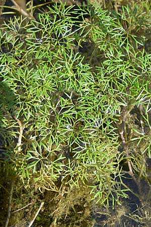 Ranunculus trichophyllus ? \ Haarblättriger Wasser-Hahnenfuß / Thread-Leaved Water Crowfoot, D Rheinstetten-Silberstreifen 16.8.2008