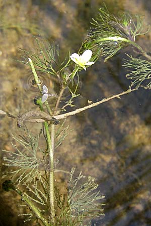 Ranunculus trichophyllus ? \ Haarblttriger Wasser-Hahnenfu / Thread-Leaved Water Crowfoot, D Rheinstetten-Silberstreifen 16.8.2008