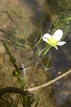 Ranunculus trichophyllus ? \ Haarblttriger Wasser-Hahnenfu / Thread-Leaved Water Crowfoot, D Rheinstetten-Silberstreifen 16.8.2008