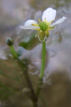 Ranunculus trichophyllus ? \ Haarblttriger Wasser-Hahnenfu / Thread-Leaved Water Crowfoot, D Rheinstetten-Silberstreifen 18.8.2008