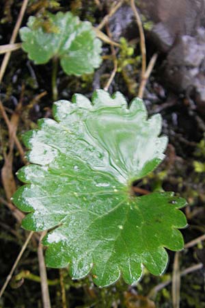 Ranunculus danubius \ Donau-Gold-Hahnenfu, D Günzburg 18.4.2009