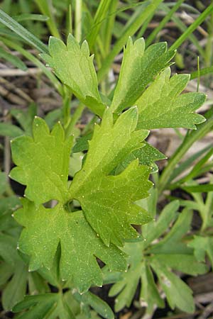 Ranunculus auricomus specG ? / Goldilocks, D Wörth-Büchelberg 23.4.2009