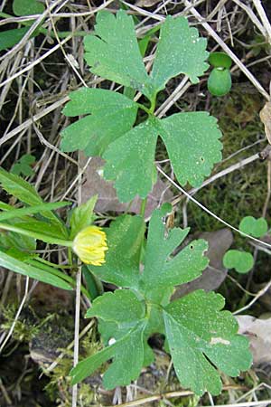 Ranunculus auricomus spec6 ? \ Gold-Hahnenfu / Goldilocks, D Schweinfurt 25.4.2009