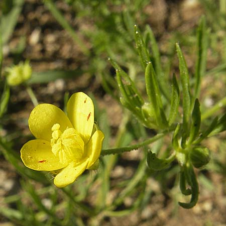 Ranunculus arvensis / Corn Buttercup, D Nördlingen 23.5.2009