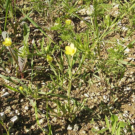 Ranunculus arvensis / Corn Buttercup, D Nördlingen 23.5.2009