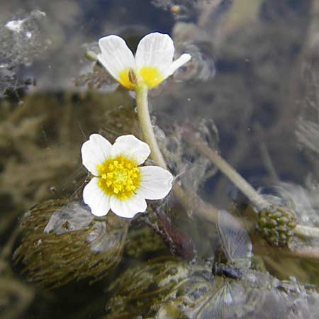 Ranunculus trichophyllus ? / Thread-Leaved Water Crowfoot, D Groß-Gerau 20.6.2009