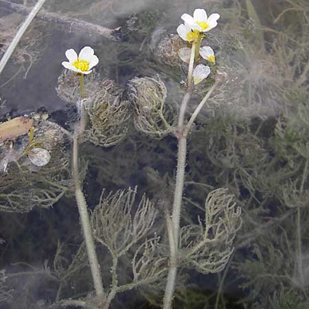 Ranunculus trichophyllus ? \ Haarblttriger Wasser-Hahnenfu / Thread-Leaved Water Crowfoot, D Groß-Gerau 20.6.2009