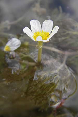 Ranunculus trichophyllus ? / Thread-Leaved Water Crowfoot, D Groß-Gerau 20.6.2009