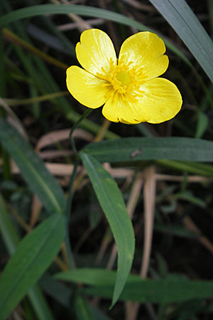 Ranunculus lingua \ Zungen-Hahnenfu / Greater Spearwort, D Römerberg 9.9.2009