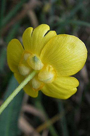 Ranunculus lingua \ Zungen-Hahnenfu / Greater Spearwort, D Römerberg 9.9.2009