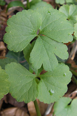 Ranunculus auricomus spec6 ? \ Gold-Hahnenfu / Goldilocks, D Neckarzimmern 11.4.2010