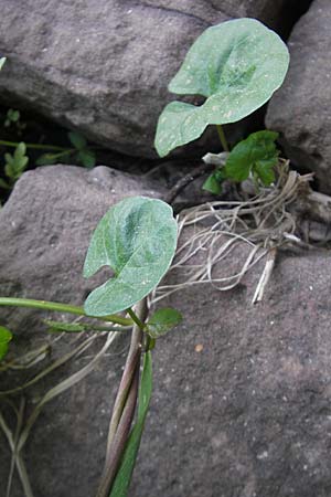 Convolvulus arvensis \ Acker-Winde / Field Bindweed, D Mannheim 22.4.2010