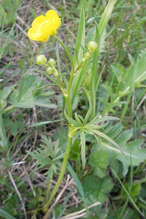 Ranunculus acris subsp. acris / Meadow Buttercup, D Krumbach 8.5.2010