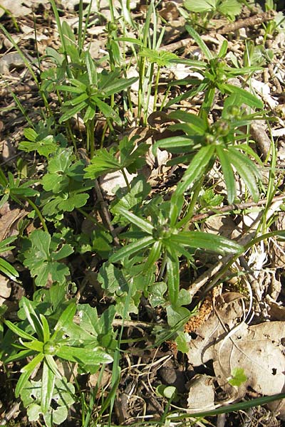 Ranunculus abstrusus ? \ Sonderbarer Gold-Hahnenfu, D Ingelheim 2.4.2011