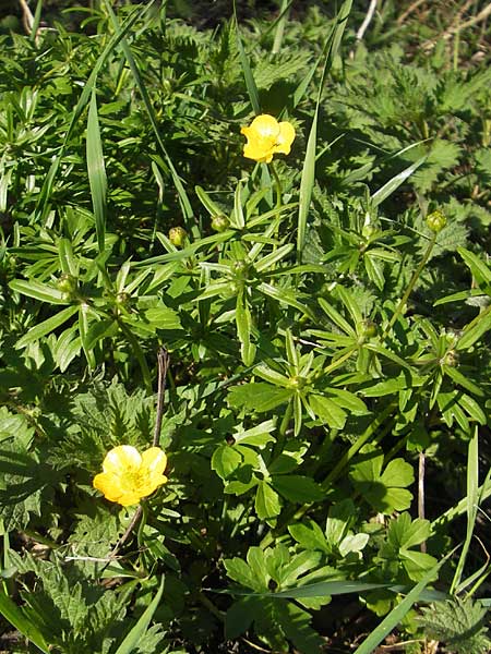 Ranunculus abstrusus ? \ Sonderbarer Gold-Hahnenfu, D Ingelheim 2.4.2011