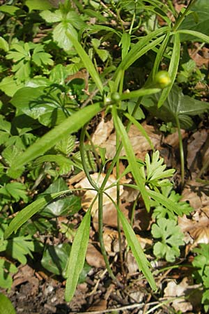 Ranunculus argoviensis s.l. \ Aargauer Gold-Hahnenfu, D Hambrücken 9.4.2011