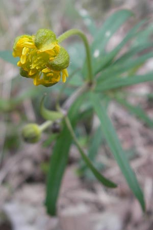 Ranunculus alsaticus ? / Alsacian Goldilocks, D Kerzenheim-Rosenthal 15.4.2012