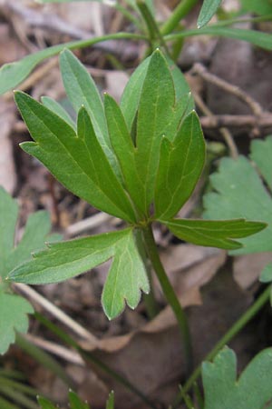 Ranunculus alsaticus ? \ Elssser Gold-Hahnenfu / Alsacian Goldilocks, D Kerzenheim-Rosenthal 15.4.2012