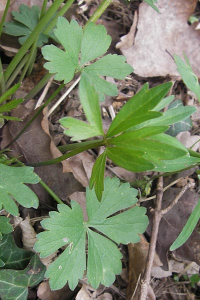 Ranunculus alsaticus ? / Alsacian Goldilocks, D Kerzenheim-Rosenthal 15.4.2012