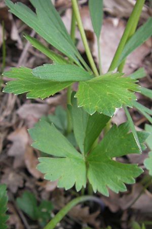 Ranunculus alsaticus ? / Alsacian Goldilocks, D Kerzenheim-Rosenthal 15.4.2012