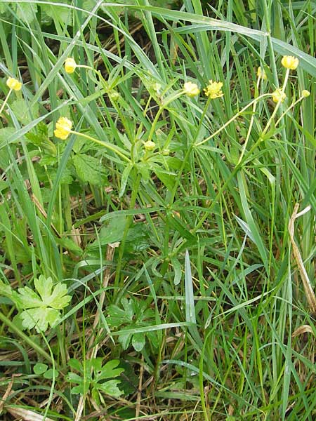 Ranunculus rotundatus / Roundish Goldilocks, D Windach am Ammersee 5.5.2012