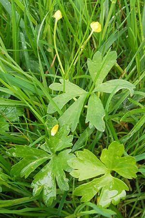 Ranunculus rotundatus \ Rundlicher Gold-Hahnenfu / Roundish Goldilocks, D Windach am Ammersee 5.5.2012