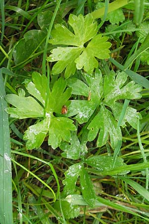 Ranunculus rotundatus / Roundish Goldilocks, D Windach am Ammersee 5.5.2012