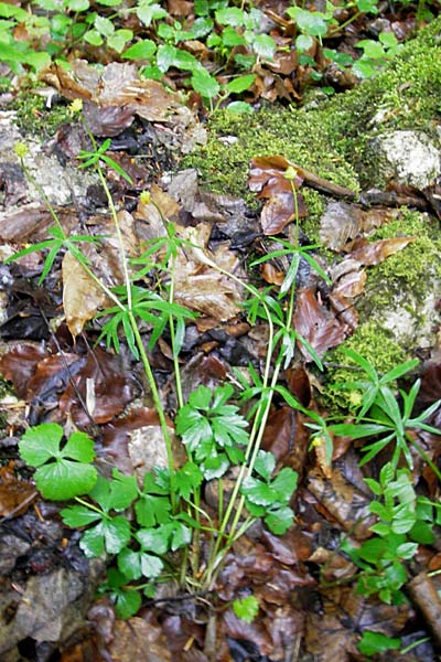 Ranunculus alsaticus ? \ Elssser Gold-Hahnenfu / Alsacian Goldilocks, D Franken/Franconia Leutenbach 7.5.2012