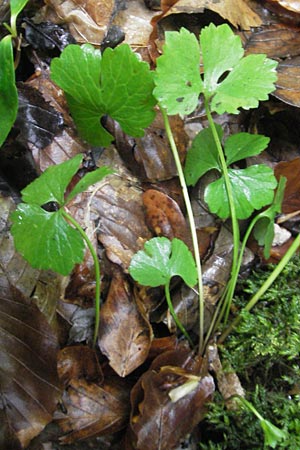 Ranunculus alsaticus ? / Alsacian Goldilocks, D Franconia Leutenbach 7.5.2012