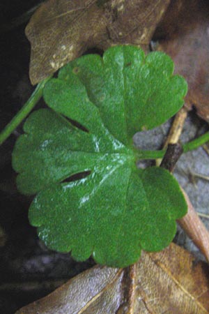 Ranunculus alsaticus ? / Alsacian Goldilocks, D Franconia Leutenbach 7.5.2012