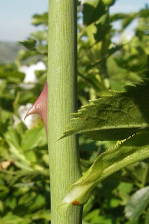 Rosa agrestis ? \ Acker-Rose / Small-Leaved Sweet Briar, D Rheinhessen, Jugenheim 24.5.2012