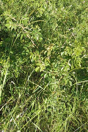 Rosa agrestis ? \ Acker-Rose / Small-Leaved Sweet Briar, D Rheinhessen, Jugenheim 24.5.2012