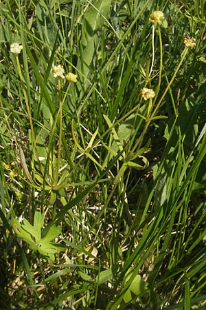 Ranunculus auricomus specI ? \ Gold-Hahnenfu / Goldilocks, D Pfalz, Speyer 29.5.2012