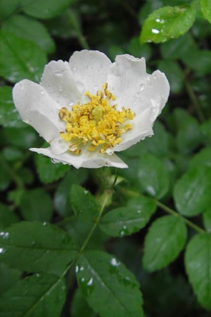 Rosa arvensis \ Kriechende Rose, Feld-Rose, , D Neuburg an der Donau 8.6.2012