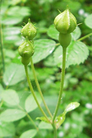 Rosa arvensis / Field Rose, D Neuburg an der Donau 8.6.2012