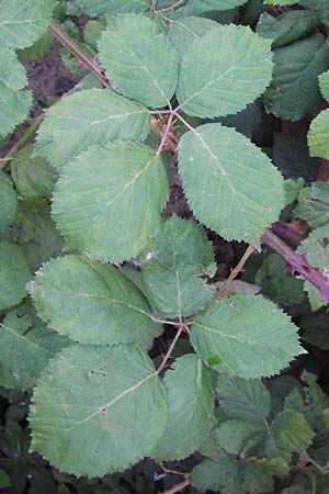 Rubus armeniacus \ Garten-Brombeere, Armenische Brombeere / Armenian Blackberry, Himalayan Blackberry, D Heidelberg 21.7.2012
