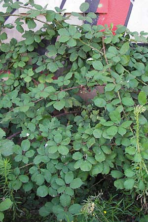 Rubus armeniacus \ Garten-Brombeere, Armenische Brombeere, D Heidelberg 21.7.2012