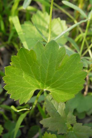 Ranunculus biformis ? \ Zweifrmiger Gold-Hahnenfu / Two-Form Goldilocks, D Ludwigshafen 23.4.2013