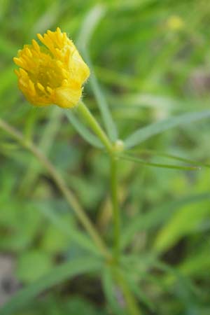 Ranunculus biformis ? \ Zweifrmiger Gold-Hahnenfu / Two-Form Goldilocks, D Ludwigshafen 23.4.2013