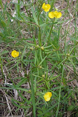 Ranunculus auricomus specI ? \ Gold-Hahnenfu / Goldilocks, D Pfalz, Speyer 3.5.2013