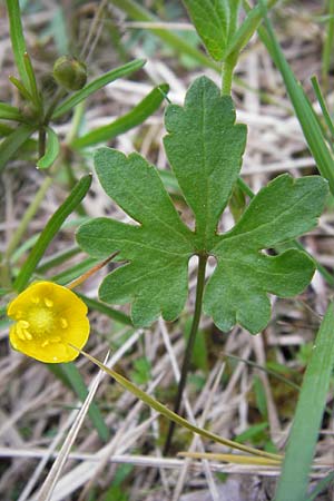 Ranunculus auricomus specI ? \ Gold-Hahnenfu / Goldilocks, D Pfalz, Speyer 3.5.2013