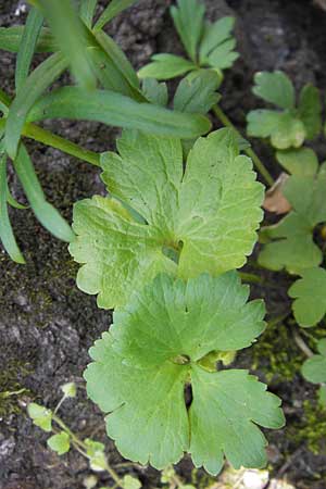 Ranunculus aemulans ? / Imitating Goldilocks, D Thüringen Weimar, Historischer Friedhof 6.5.2013