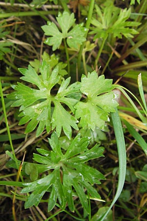 Ranunculus argoviensis ? \ Aargauer Gold-Hahnenfu, D Odenwald, Lörzenbach 11.5.2013