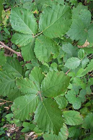 Rubus amiantinus \ Asbestschimmernde Brombeere, D Odenwald, Nieder-Liebersbach 28.8.2013