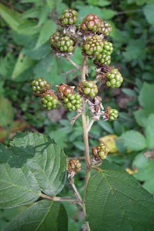 Rubus amiantinus \ Asbestschimmernde Brombeere, D Odenwald, Nieder-Liebersbach 28.8.2013