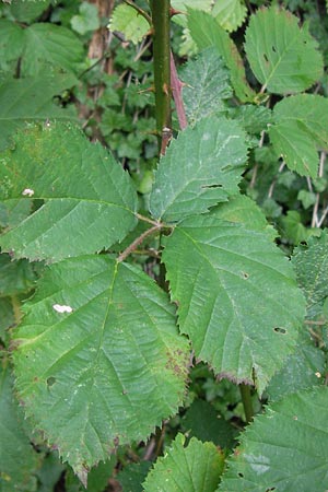 Rubus amiantinus \ Asbestschimmernde Brombeere, D Odenwald, Nieder-Liebersbach 28.8.2013